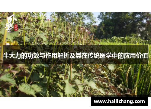 牛大力的功效与作用解析及其在传统医学中的应用价值